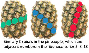 pineapple-fibonacci-300